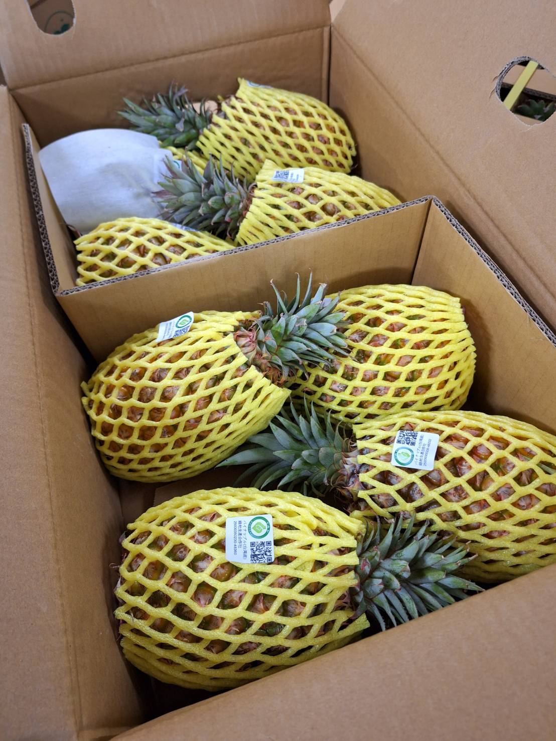 <br>【特別栽培】台湾産　パイナップル　まるごとパイン（800g～1.2kg/個）8～12個入1箱【冷蔵】