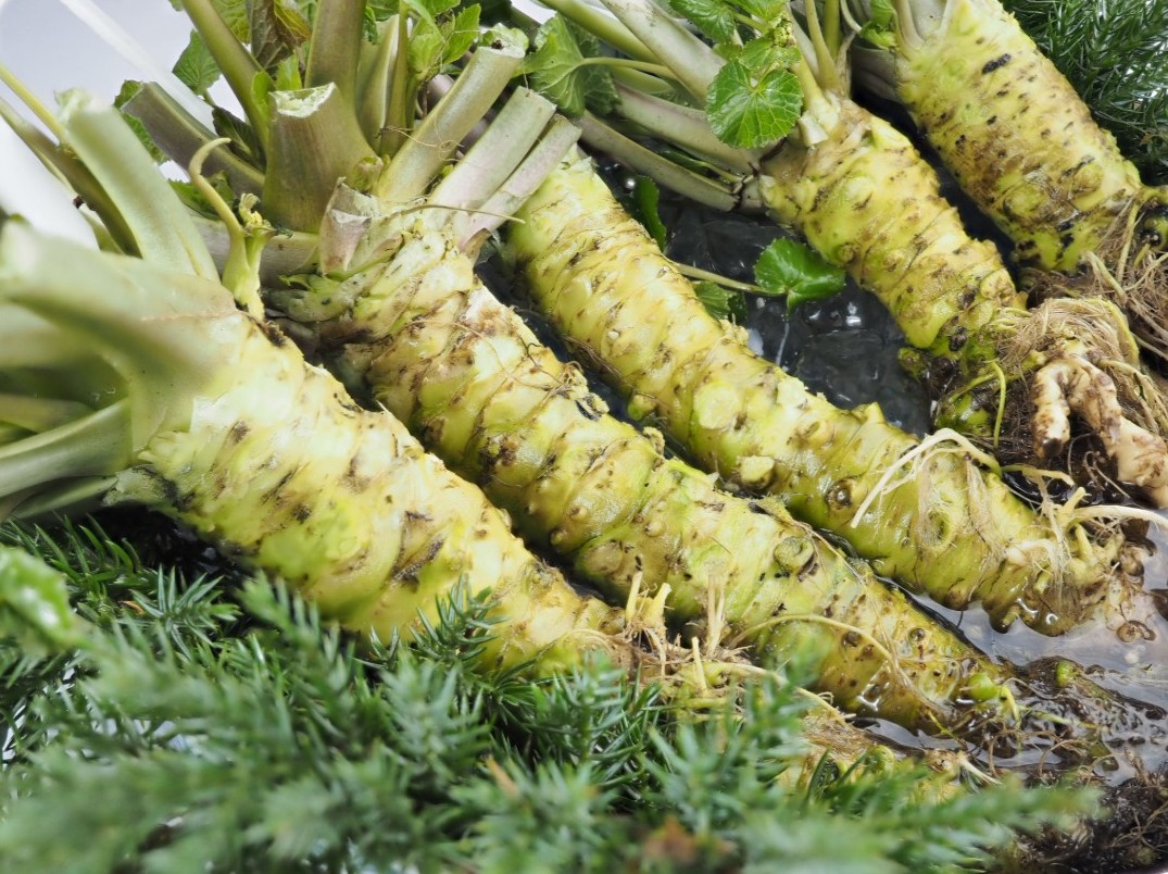 楽天市場】葉わさび (S) 1p=15枚入り (葉の直径15-20mm位/枚) 埼玉