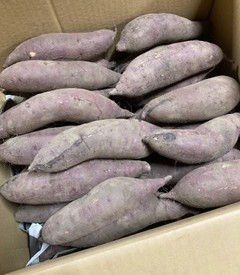 【農薬未使用】高知のさつま芋「もんくなし」（べにはるか選抜）約23kg箱【冷蔵】｜ビーライフショップ 21,812円