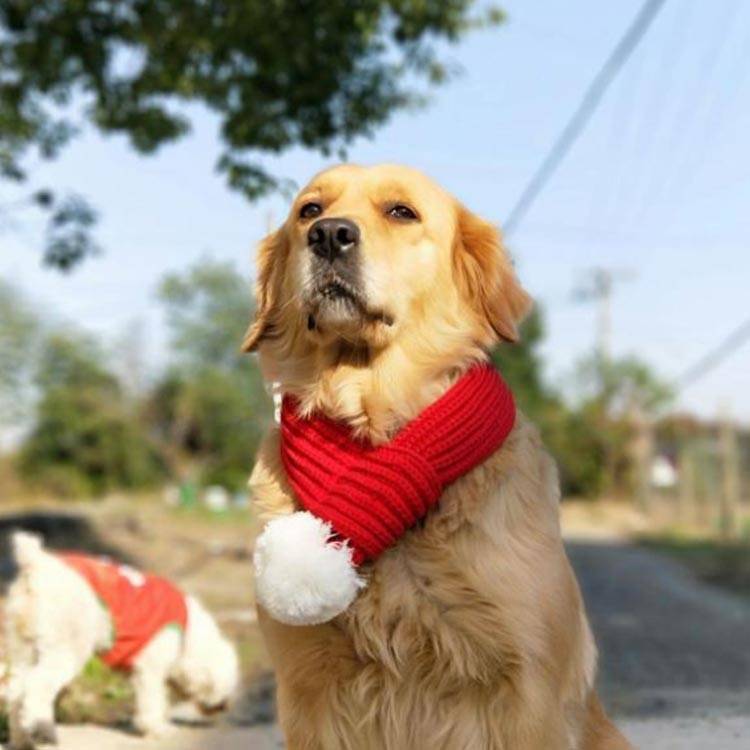 数量限定 犬猫コスチューム マフラー 犬 猫 クリスマス Cosplay ペットコスチューム ペットウェア コスプレ衣装 サンタクロース コスプレ ネックウォーマー 編みニット 犬用品 猫用品 Xmas プレゼント Whitesforracialequity Org