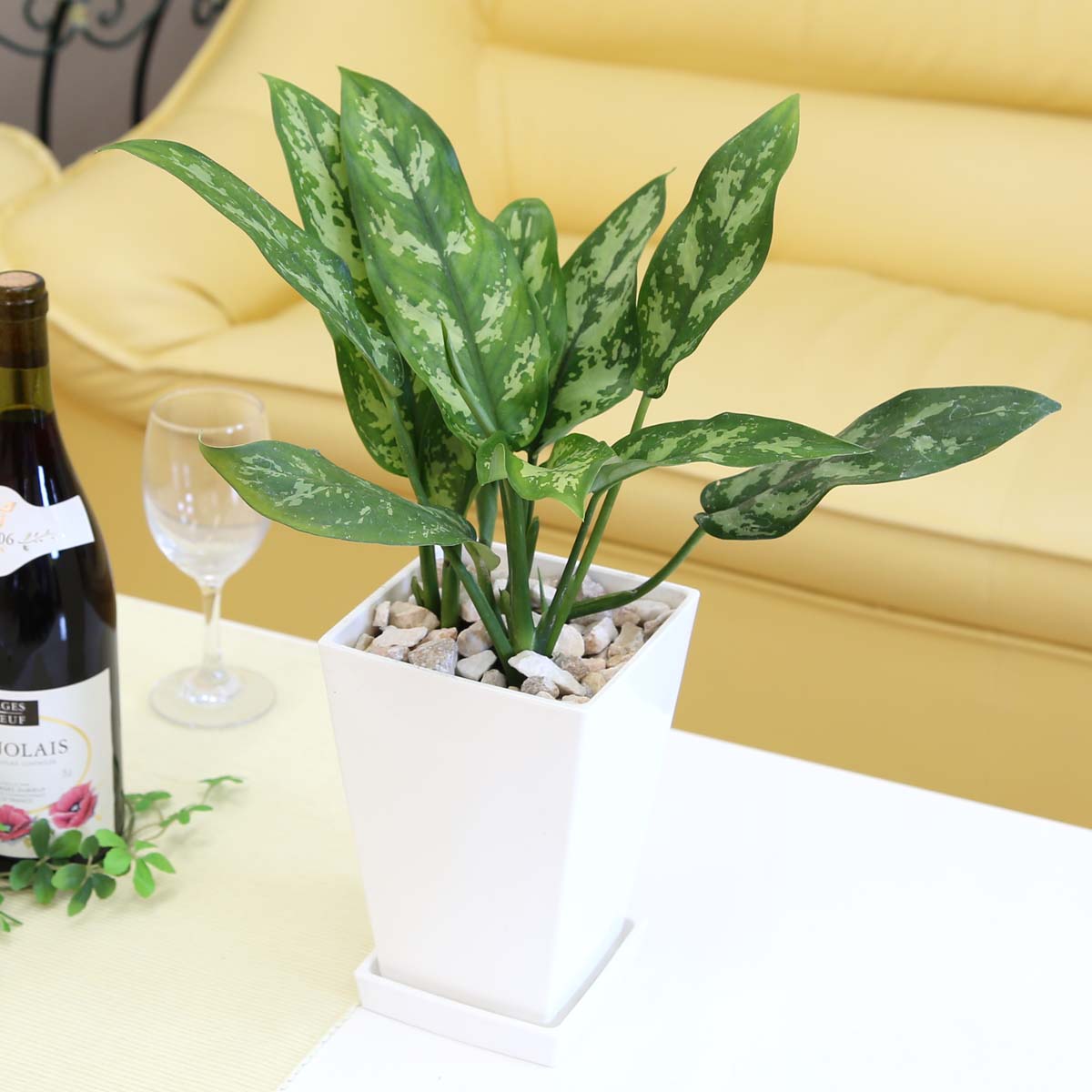 空気を綺麗に アグラオネマ マリア 5号 スクエアホワイトプラスチック鉢 Mgpadel Com