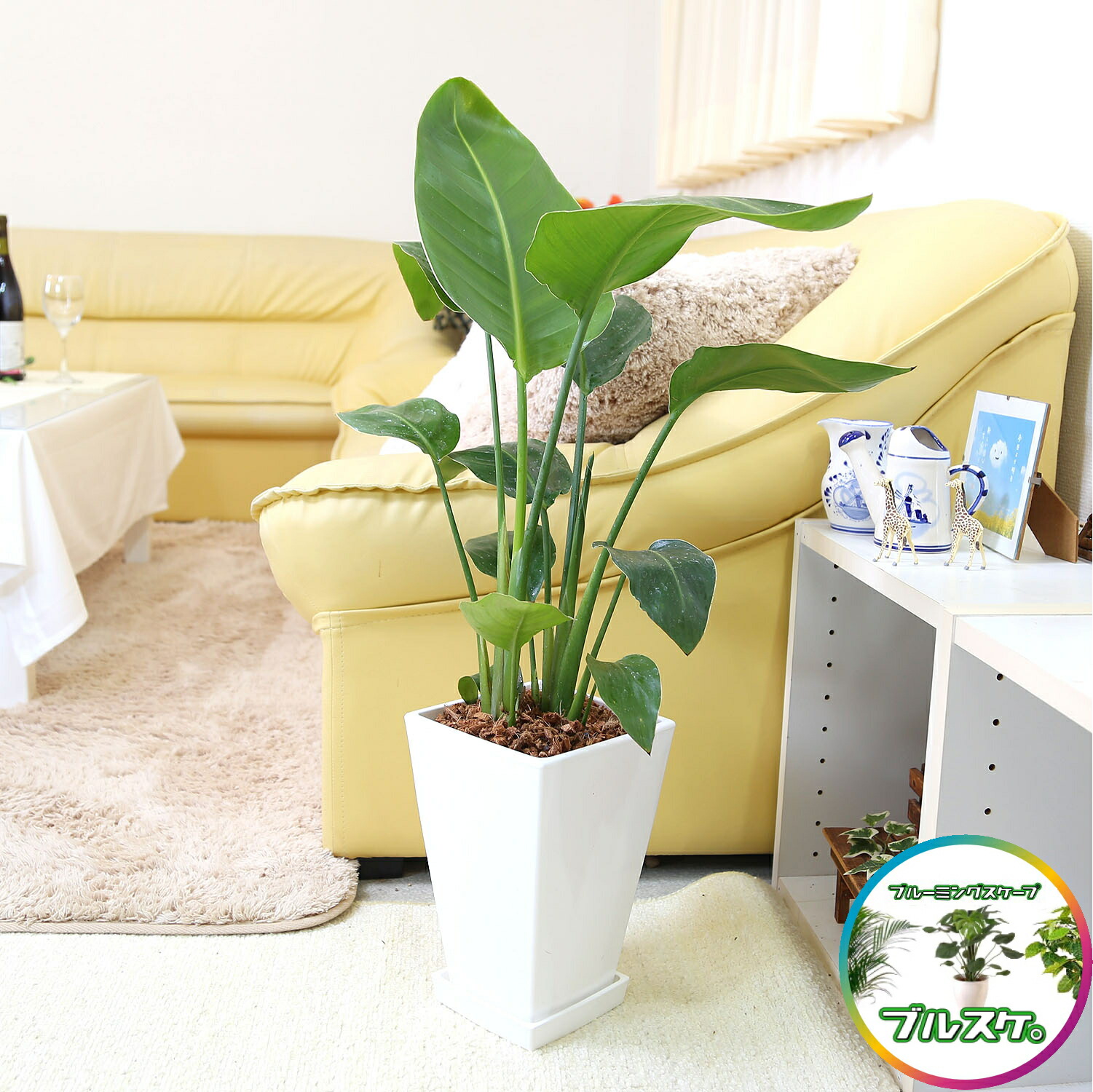 楽天市場】珍しい♪ストレリチア ノンリーフ 7号 ホワイトスクエア陶器