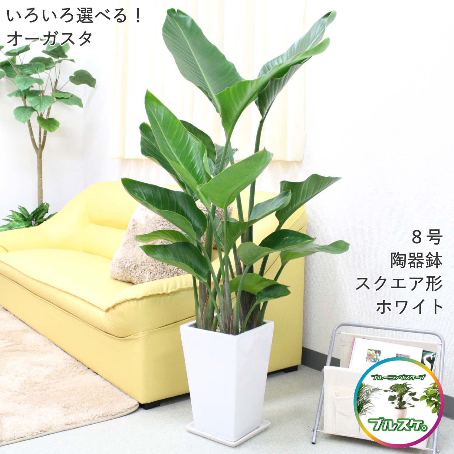 いろいろ選べる！ストレリチア（ストレチア）・オーガスタ｜お猥りがましいな鉢色や鉢の形（真四角 or 丸形セラアート or 瀬戸もの鉢）などを選べます。｜南国のやさしさ伝わる観葉草木・ブルーミングスケープ