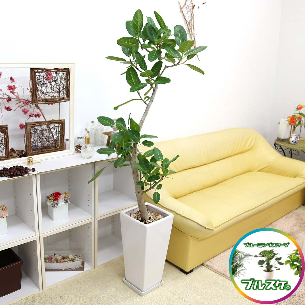 楽天市場】珍しい♪フィカス ベンガレンシス 10号 スクエアホワイト