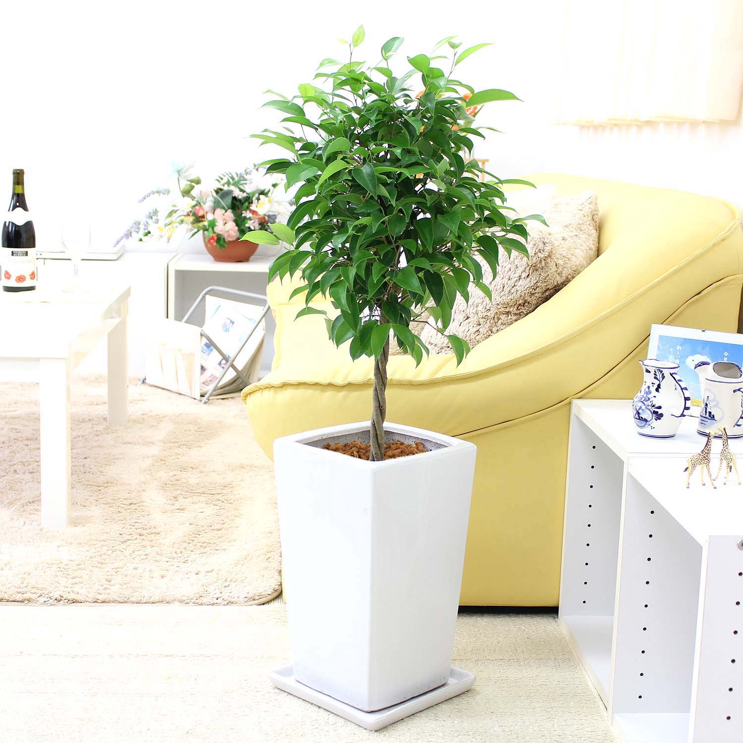 楽天市場】【現品発送 701217】ベンジャミン ブラック 5号角鉢 (h10