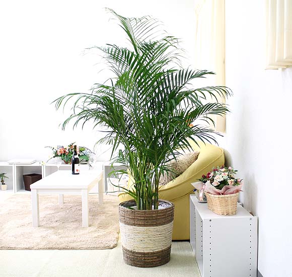 アレカヤシ 10号 ストライプバスケット鉢カバー Giet Edu