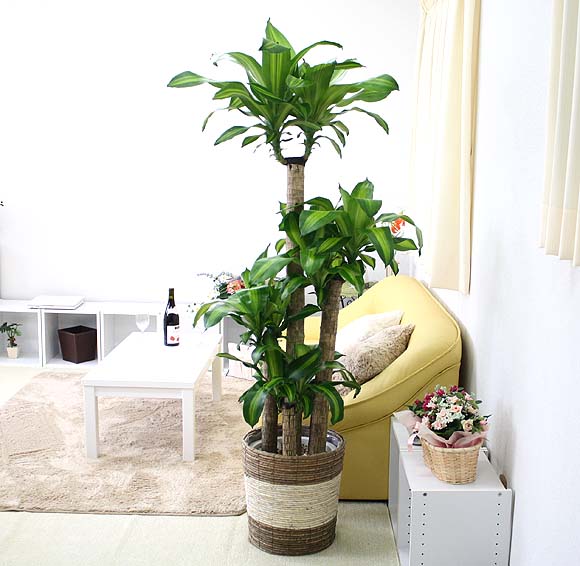 幸福の木 花 観葉植物 観葉植物 10号 朴 ストライプバスケット鉢カバー ブルーミングスケープ家の前にドラセナを置いておくと良いことがあると言い伝えられて 幸福の木 という名前が 幸福の木 観葉植物