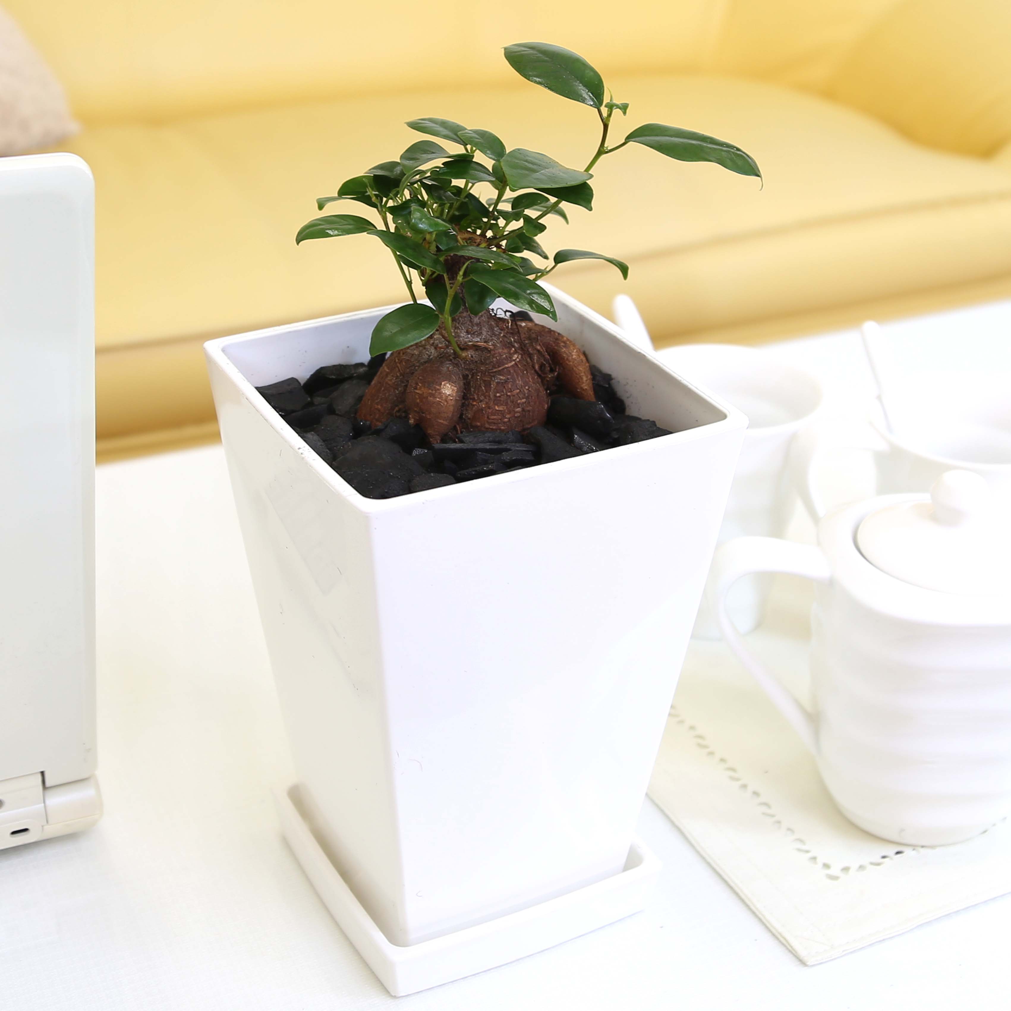 【現品】発根済　大株　バオバブの木　バオバブ・ディギタータ　7号鉢　２A番 発根済 大株 バオバブの木 バオバブ ディギタータ 7号鉢 さ2番