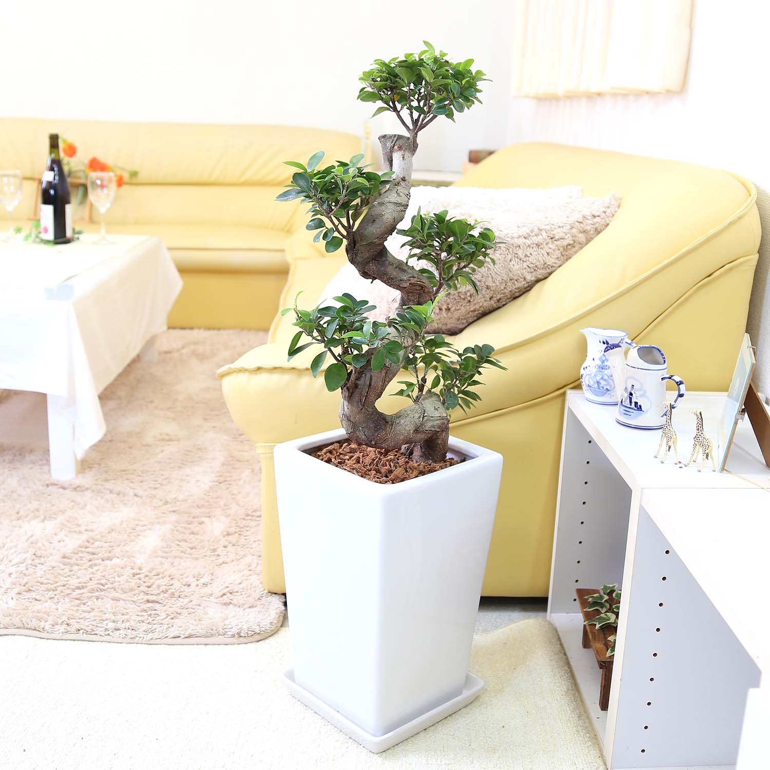 楽天市場】観葉植物 ガジュマル（曲げ） / 7寸・約W 35cm×H70～90cm