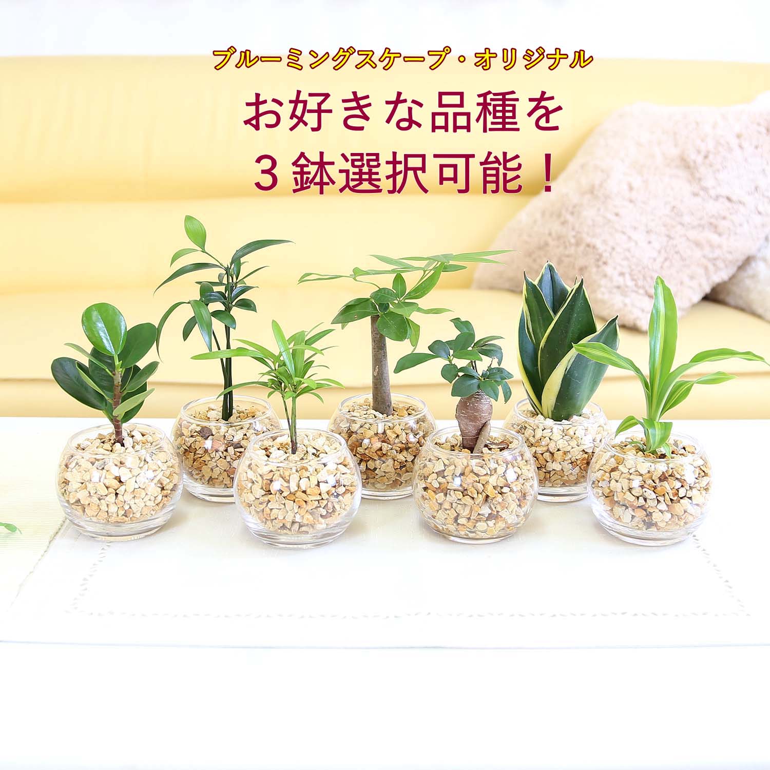2点、観葉植物　専用 hy-rainbowmst3.jpg