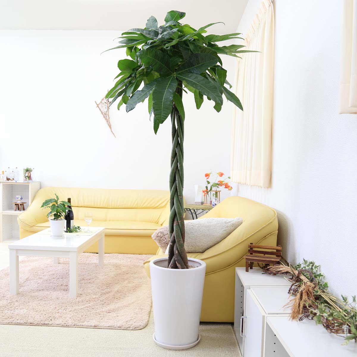 パキラ 10号 ホワイト陶器鉢 丸形 人気の観葉植物 Iconnect Zm