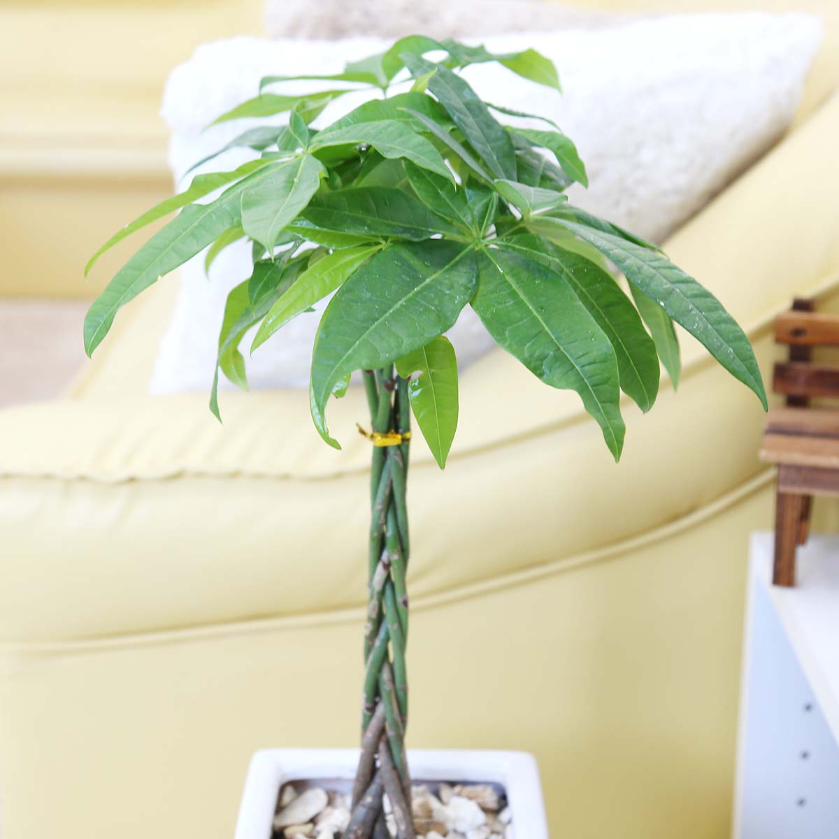 パキラ 編み比い 6号数 純白スクエア陶芸椀 ざっくばらり 鉢一皿付け人 Hotjobsafrica Org