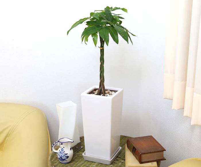パキラ 編み比い 6号数 純白スクエア陶芸椀 ざっくばらり 鉢一皿付け人 Hotjobsafrica Org