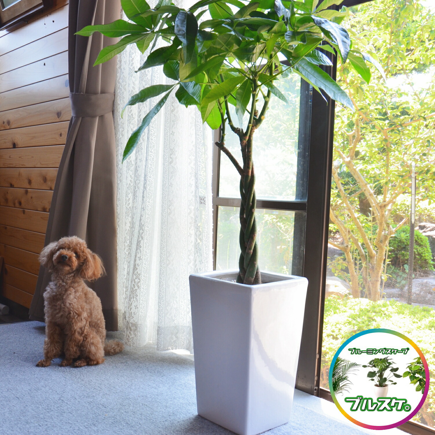 楽天市場】(観葉) 『 パキラの鉢植え8号鉢 カゴ付き』【大型