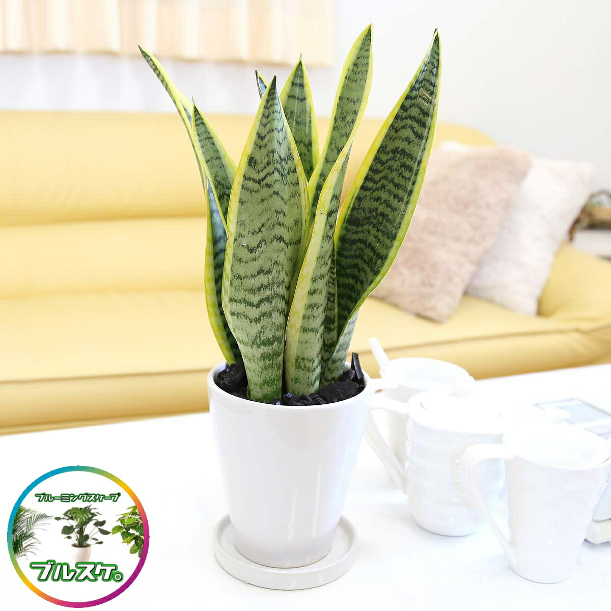 楽天市場】珍しい♪ストレリチア ノンリーフ 7号 ホワイトスクエア陶器