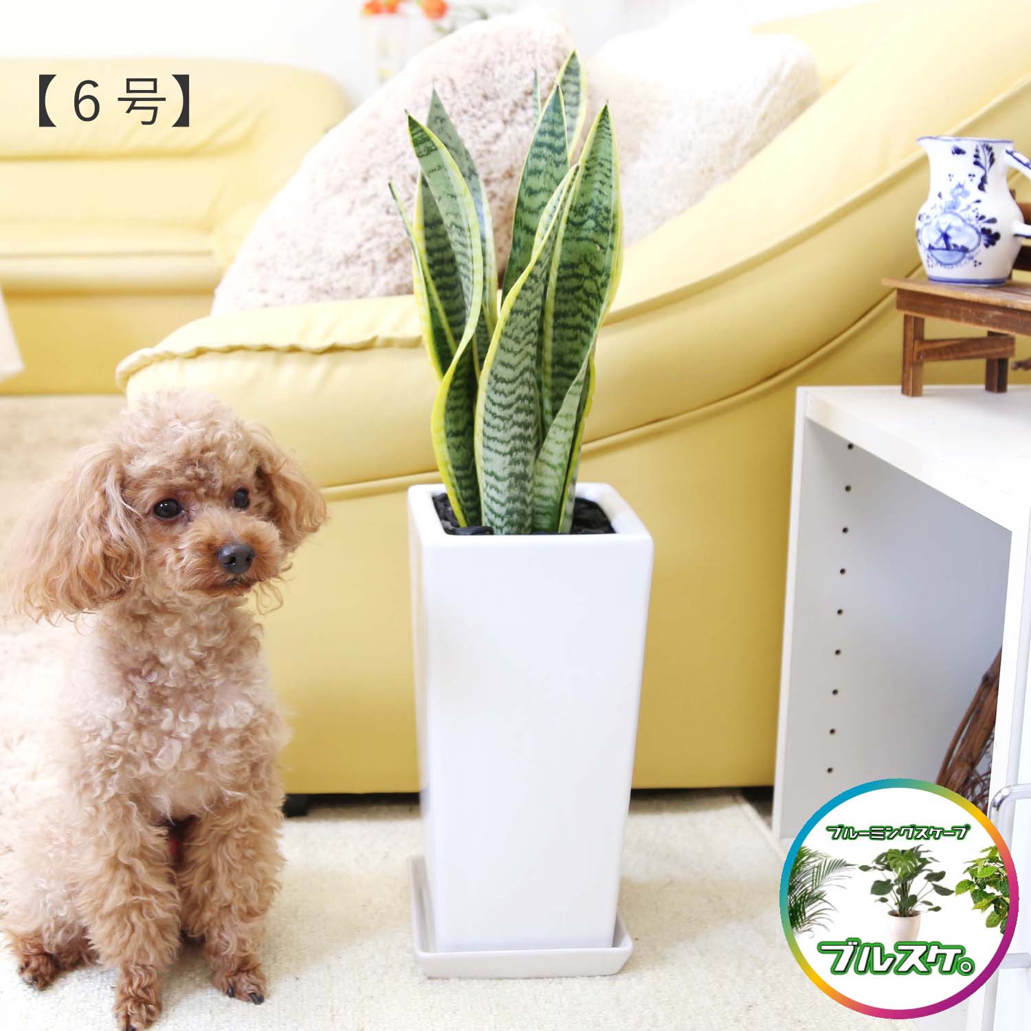 楽天市場】珍しい♪フィカス ベンガレンシス 10号 スクエアホワイト