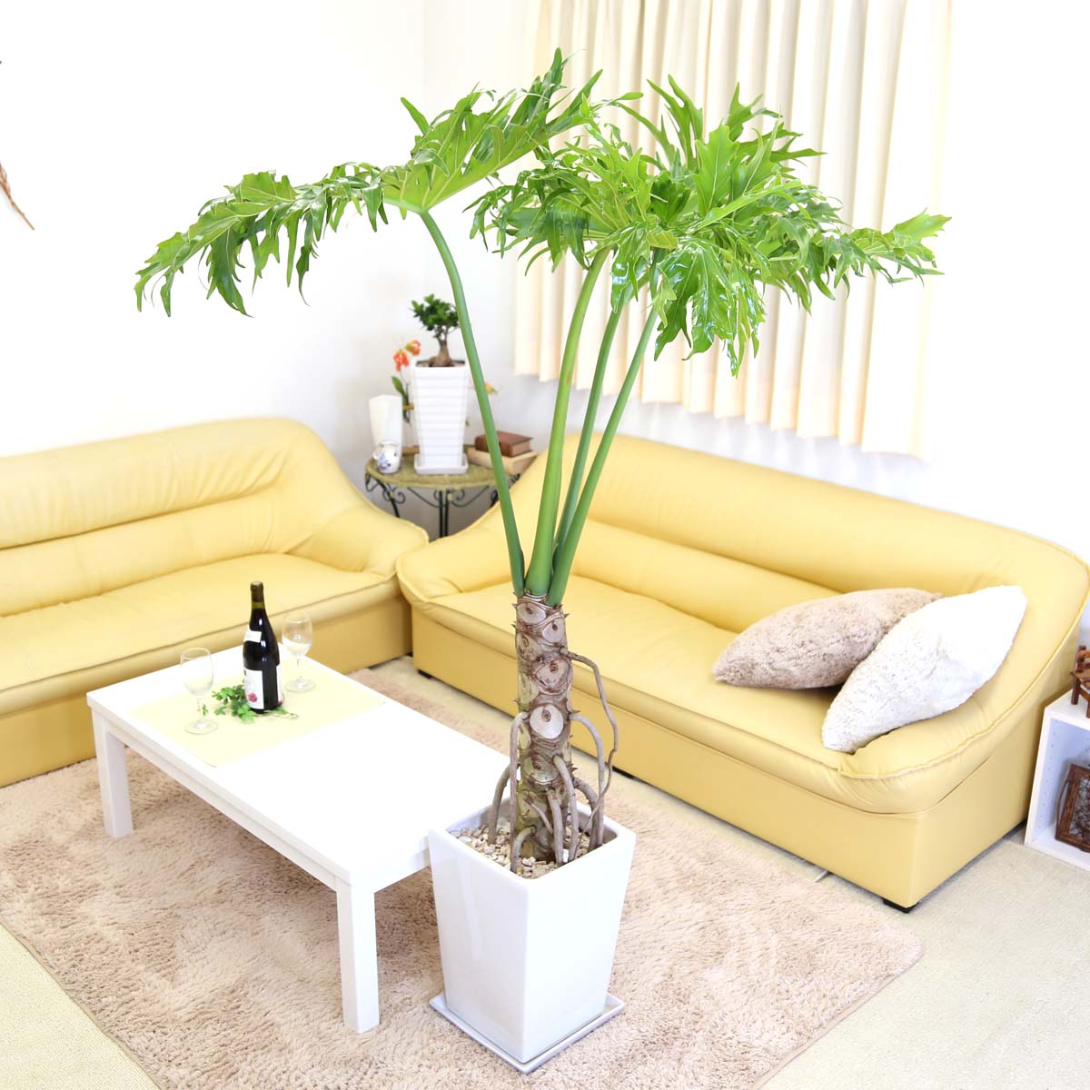 セローム花 観葉植物10号ホワイトスクエア陶器鉢10号ホワイトスクエア陶器鉢ストレート ブルーミングスケープ セローム花 観葉植物10号ホワイトスクエア陶器鉢10号ホワイトスクエア陶器鉢ストレート ブルーミングスケープ