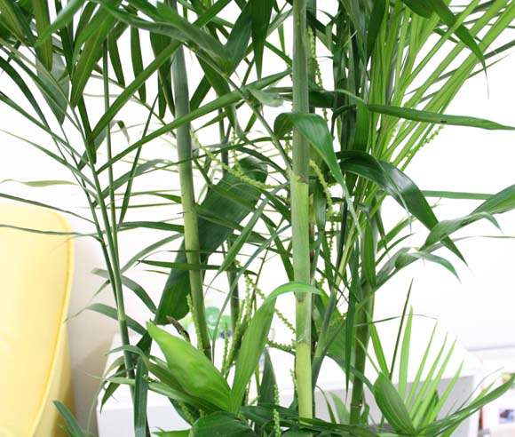 セフリジー 10号 単品 受皿付き 鉢カバーなし Prescriptionpillsonline Is