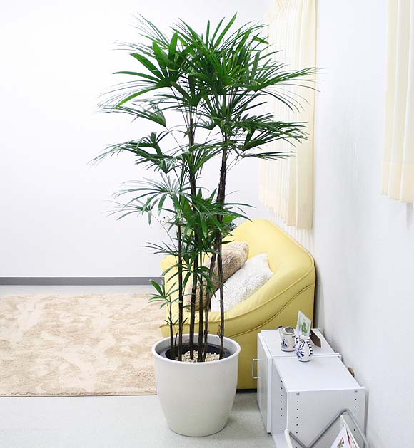 Hd限定竹 みたい な 植物 すべての美しい花の画像