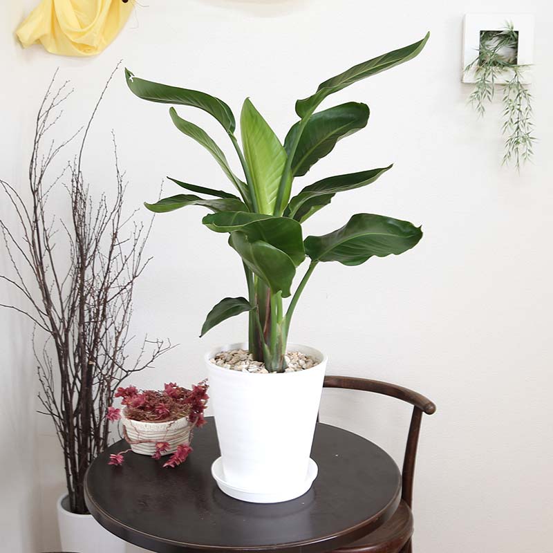 南国のやさしさ行渡るストレリチア ストレチア オーガスタ 8サイズ 3ストック植え 選べるセラアート野晒 Nobhillmusic Com