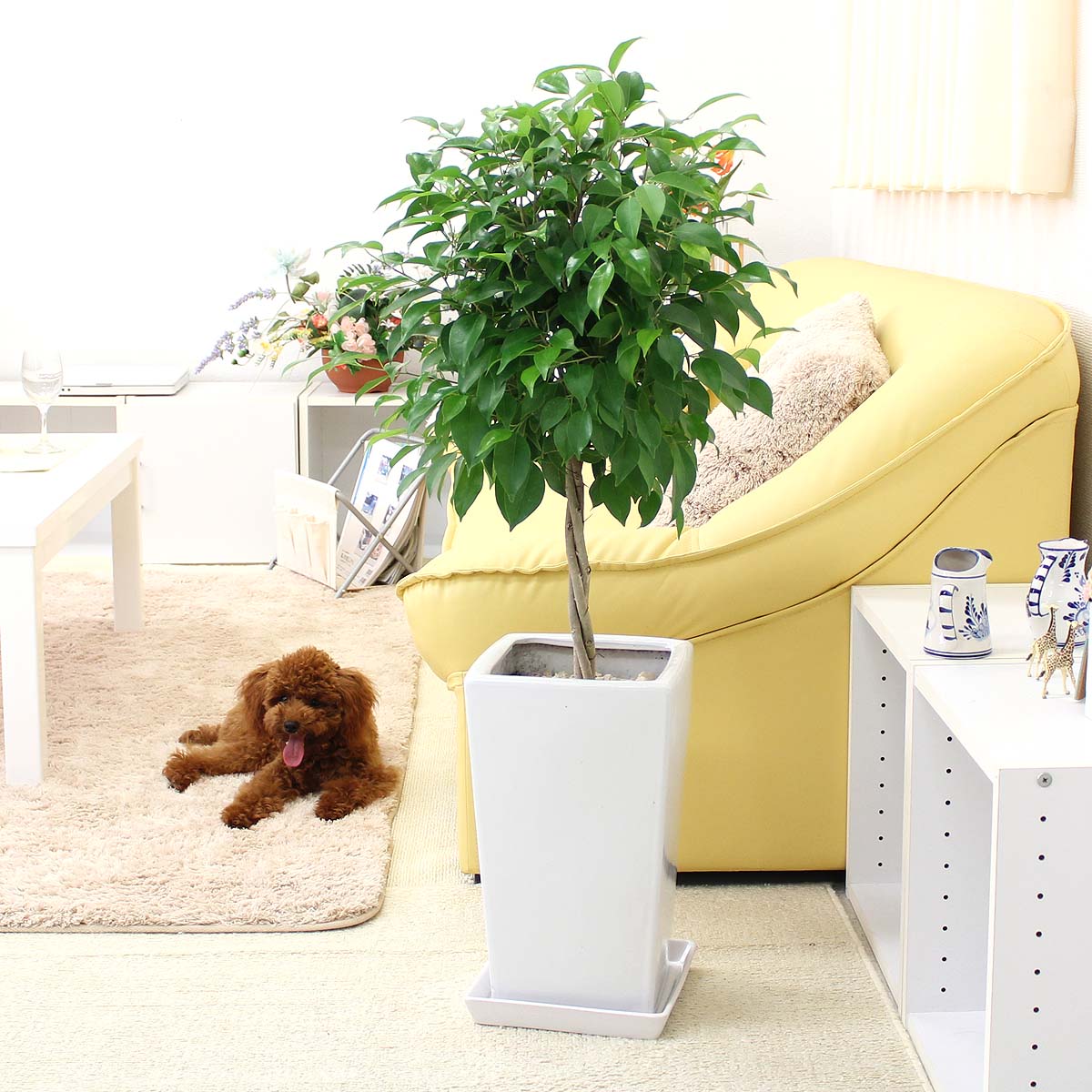 ベンジャミン トピアリー 8号 選べる陶器鉢 ストレート Marcsdesign Com