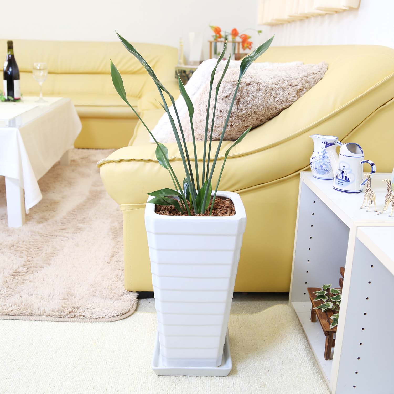 楽天市場】珍しい♪ストレリチア ノンリーフ 7号 ホワイトスクエア陶器