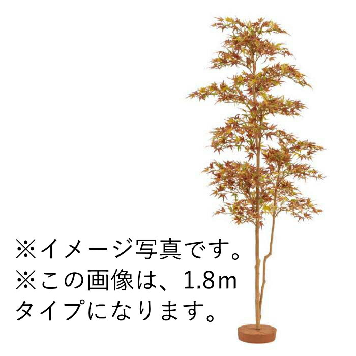 楽天市場】モミジ 一才錦 紅葉 4寸スクエア鉢植え 苗 苗木 庭木