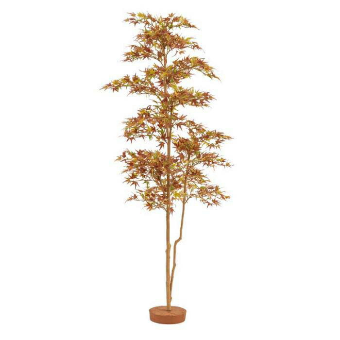 楽天市場】モミジ 一才錦 紅葉 4寸スクエア鉢植え 苗 苗木 庭木