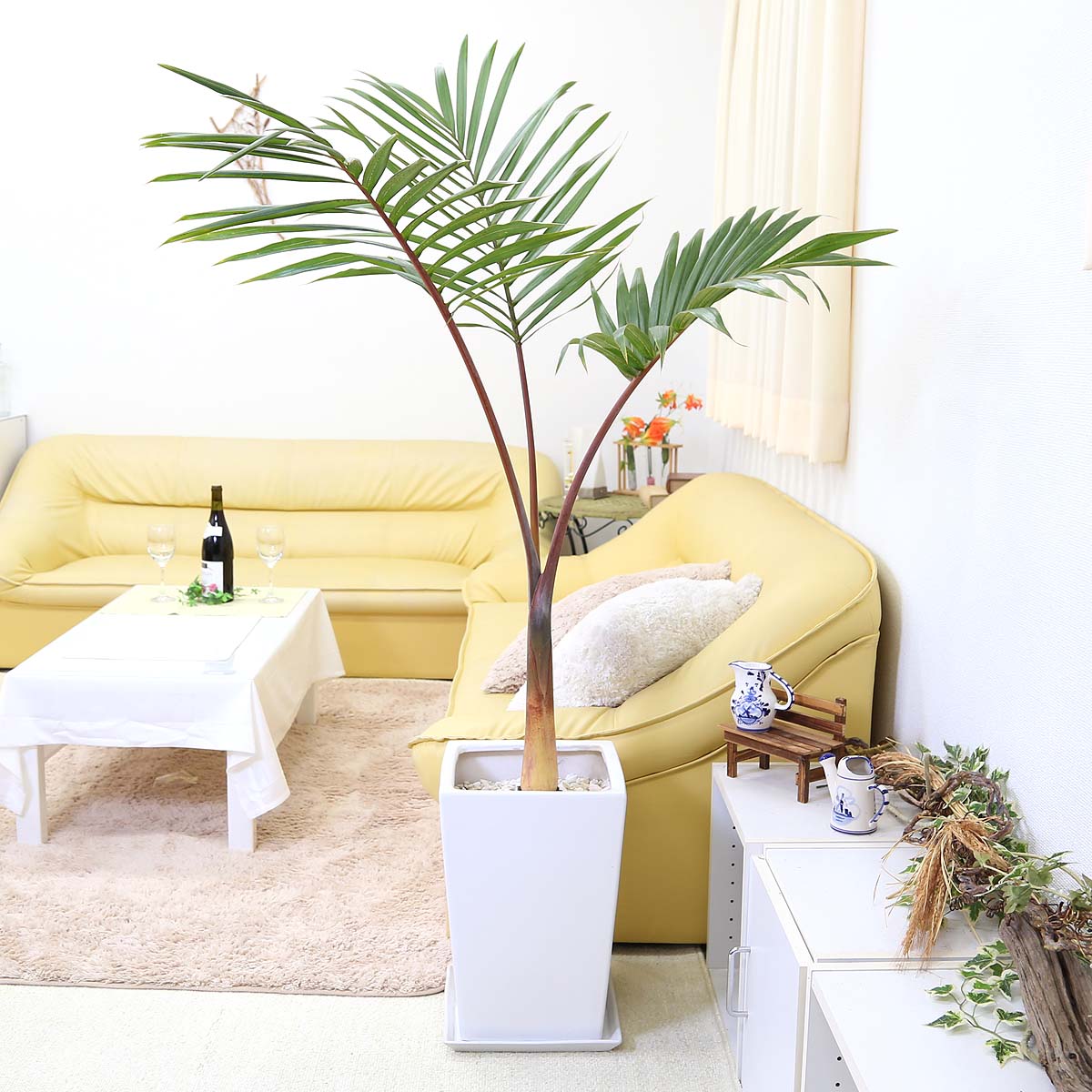 【現品】トックリヤシ　椰子　7号　Ⅰ トックリヤシ 7号鉢植え の通販 | 園芸ネット