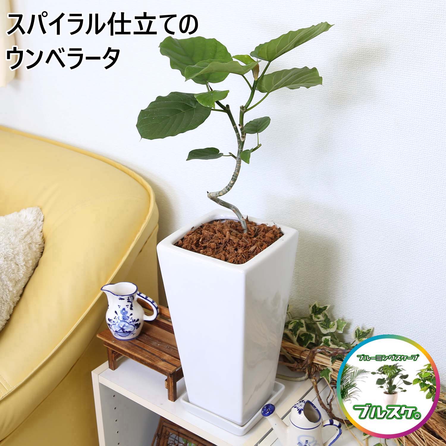 スパイラル仕立てのウンベラータ 7号 ホワイトスクエア陶器鉢 ストレート＋陶器製お皿付き 土の表面：ウッドチップ｜観葉植物 ブルーミングスケープ