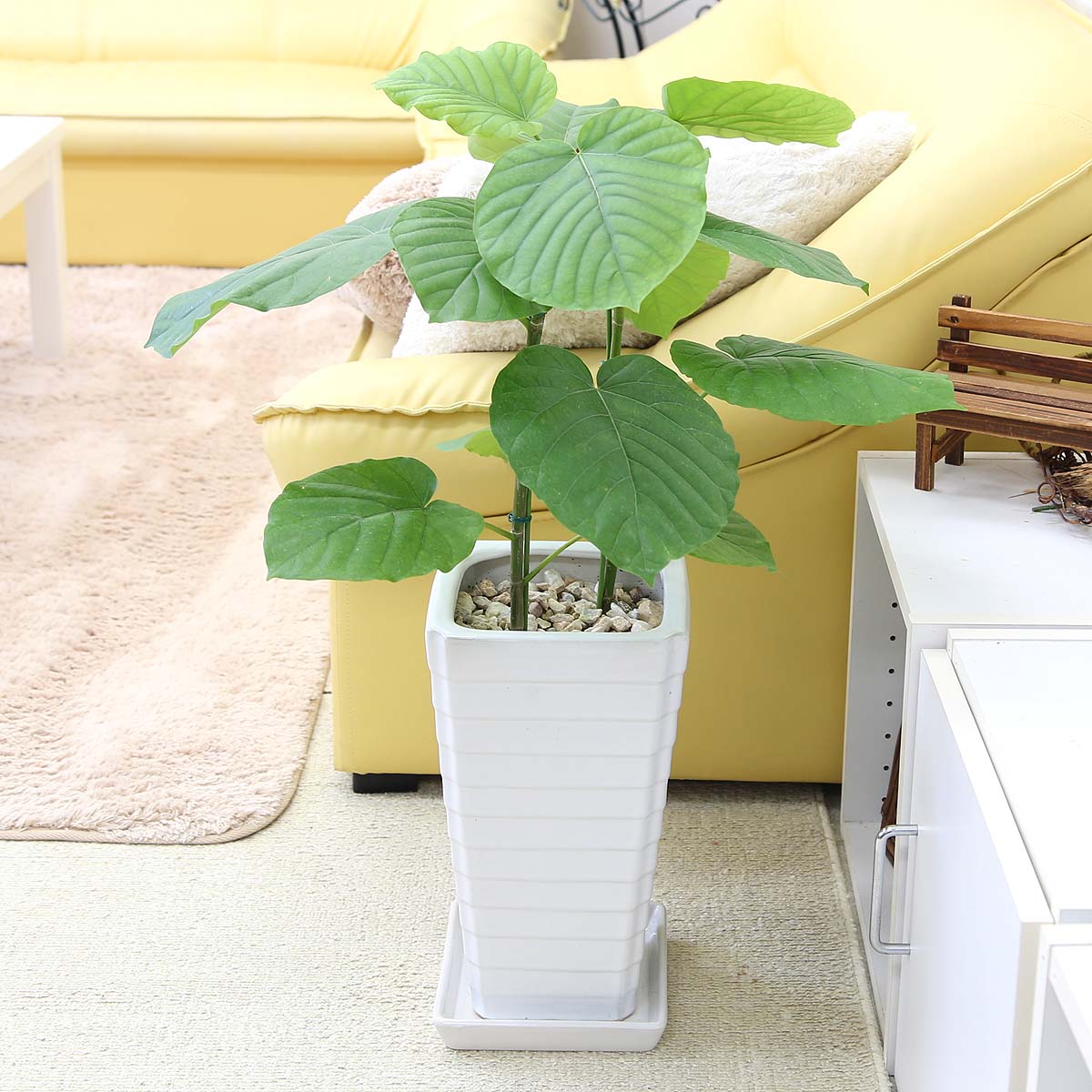 楽天市場 送料無料 ウンベラータ 2本立ち 7号 ホワイト陶器鉢 Gタイプ ブルーミングスケープ