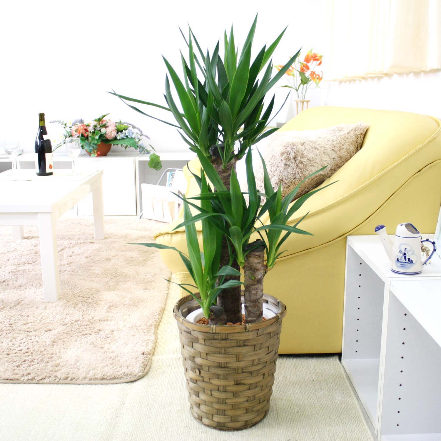 ユッカ　ポトシナ　10号鉢つき　レア種❗ 観葉植物 ユッカ 10号 ノーマル ラスターポット 付き | 観葉植物