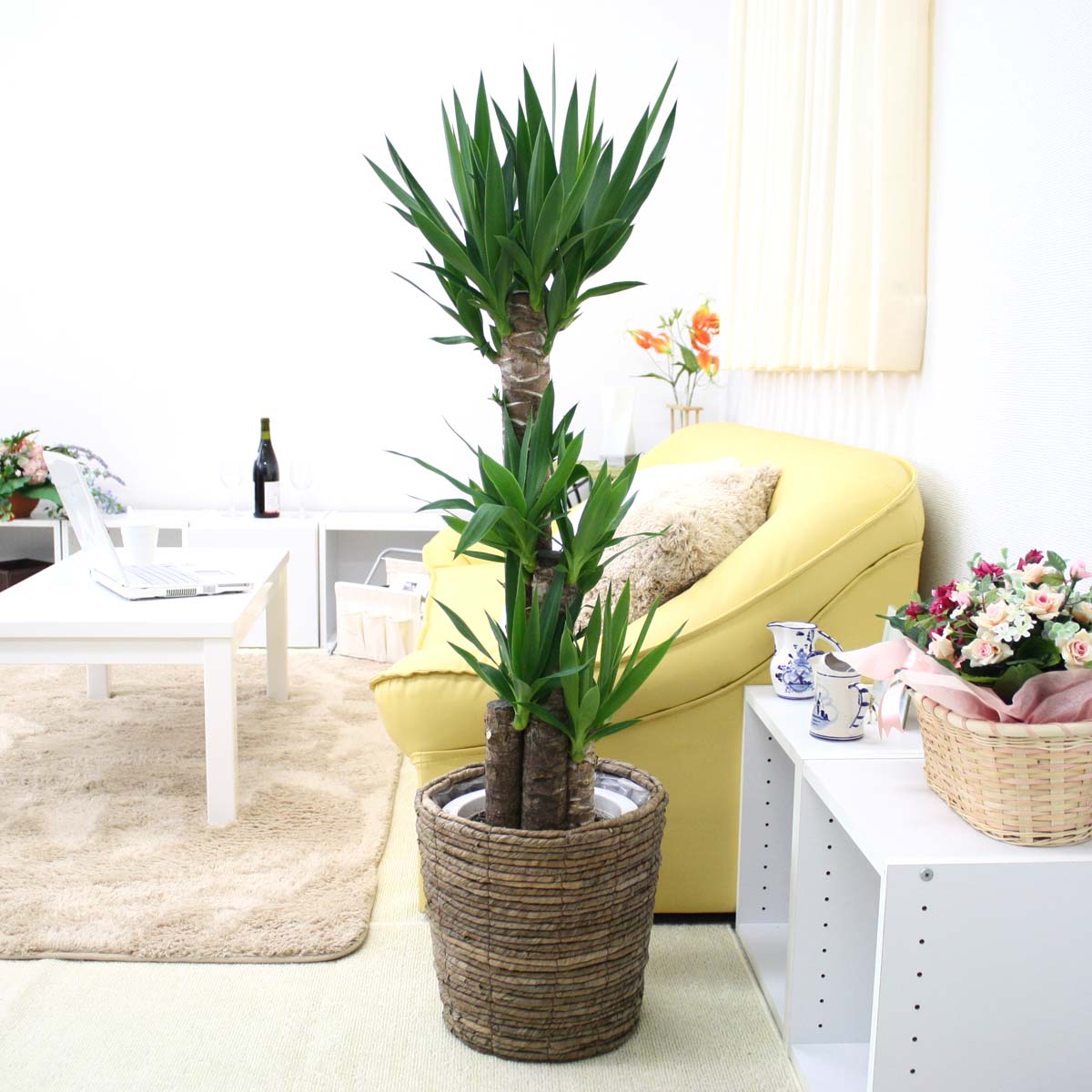 ユッカ　リギダ　白鉢 000000002926_FwYgOCy.jpg