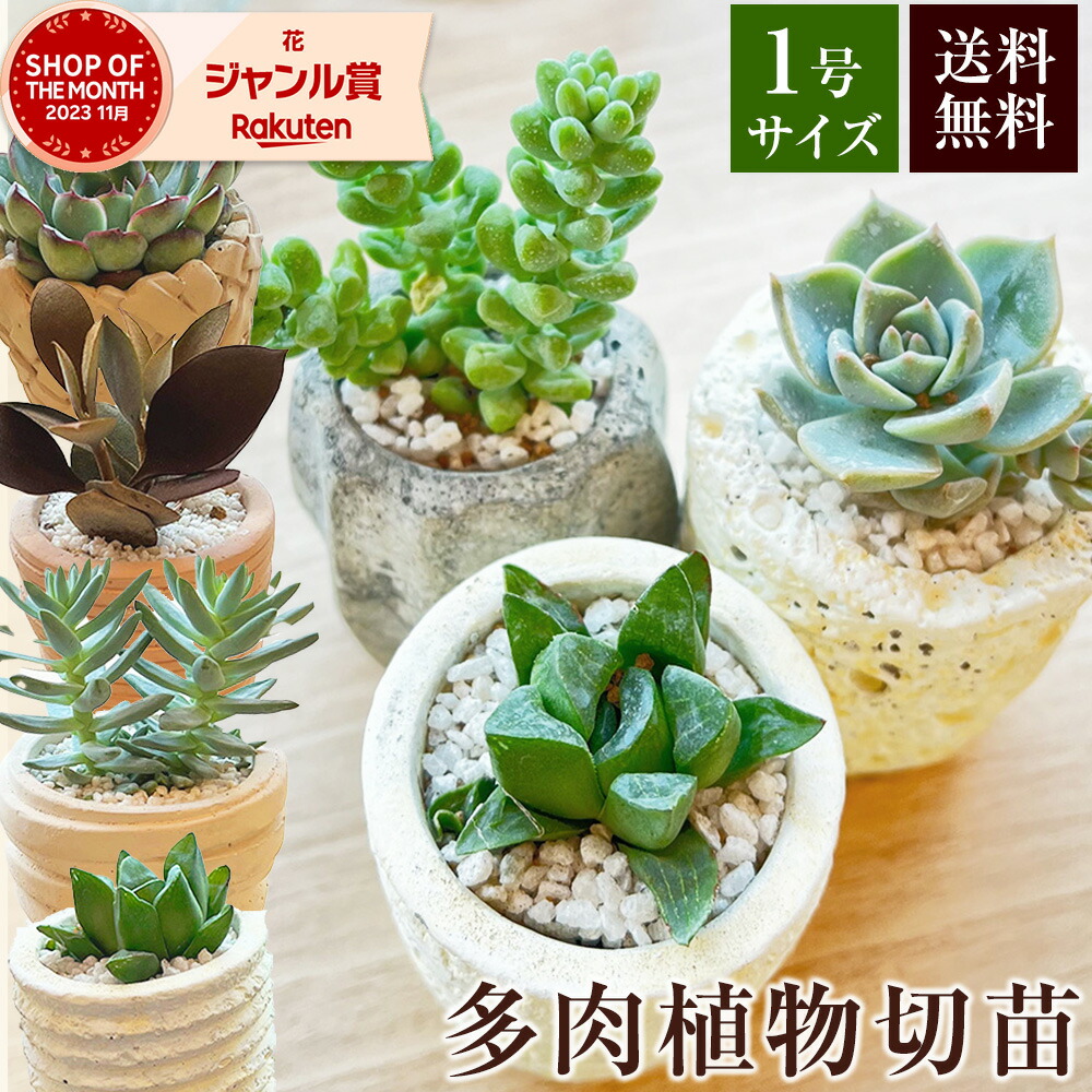 楽天市場】あす楽 13時まで 選べる観葉植物 お試し2点セット 楽天市場】あす楽 13時まで 選べる観葉植物 お試し2点セット