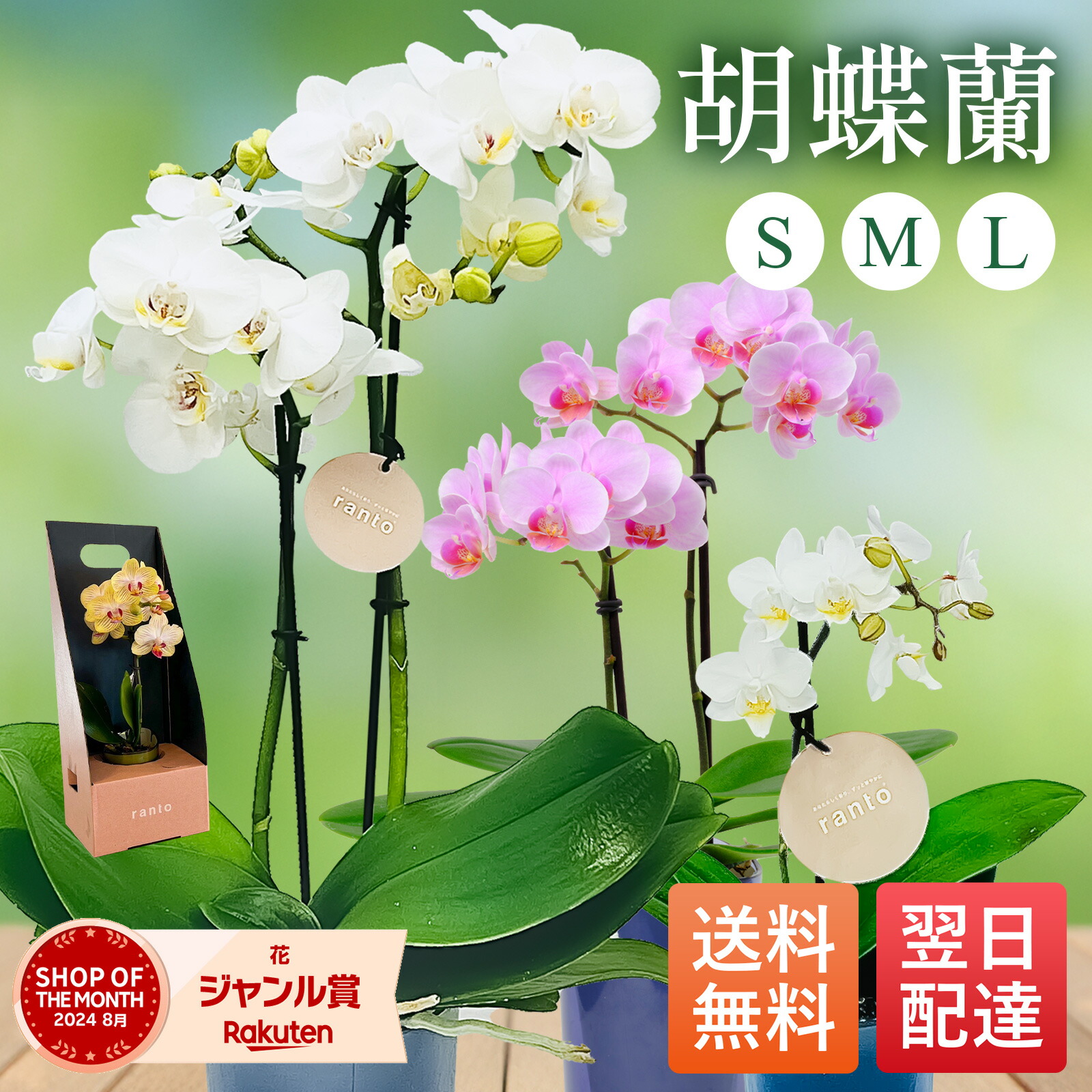 【翌日配送】胡蝶蘭 ホワイト ライトピンク サイズ L 約45cm M 約35cm S 約25cm お祝い プレゼント 花 生花 胡蝶蘭 ギフト 内祝い 開店 開院 開業 移転 就任 昇進 当選 贈り物 還暦 喜寿 御供 開店祝い
