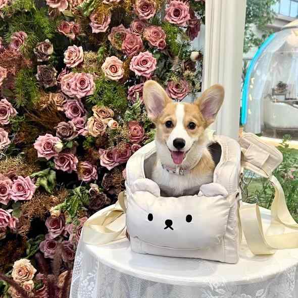 ペットキャリーバッグ 犬 猫 2way 斜めがけ 手提げ ドライブボックス 軽量 ソフト 撥水 無地｜bloomelier