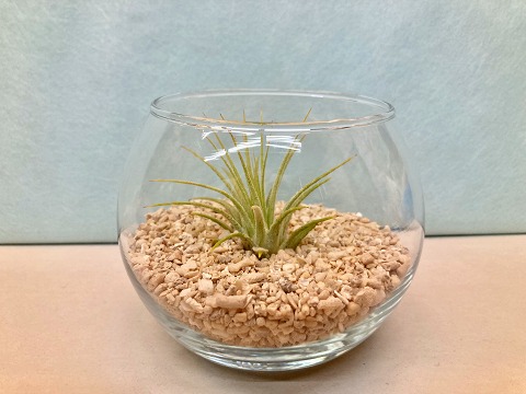 砂 エアプランツ 安い購入 43 割引 Saferoad Com Sa