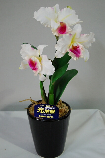 楽天市場】【株のみ販売】蘭 ミニカトレア ハニーピンク ※誕生日・母の