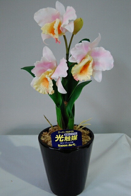 楽天市場】【株のみ販売】蘭 ミニカトレア ハニーピンク ※誕生日・母の