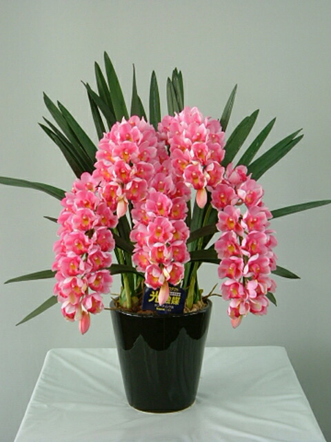 楽天市場】オンシジューム 白 10本 光触媒アートフラワー（造花