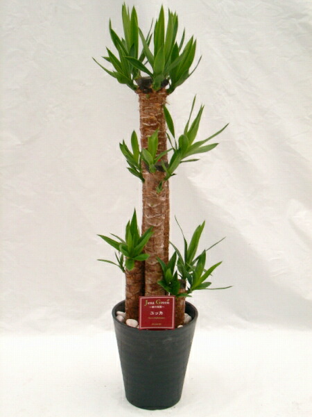 楽天市場】ユッカ・エレファンティペス 10号 : ブルーミンググレイス