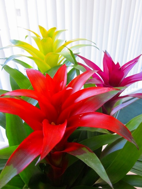 送料無料 高級観葉植物のグズマニアです グズマニア ３色植え 白鉢と黒鉢の２鉢セット 観葉植物 トロピカルな空間を演出してくれるパイナップル科の 植物です 高級観葉植物ですので ギフトとして大変喜ばれている人気商品です 開店祝い 新築祝い お歳暮などの