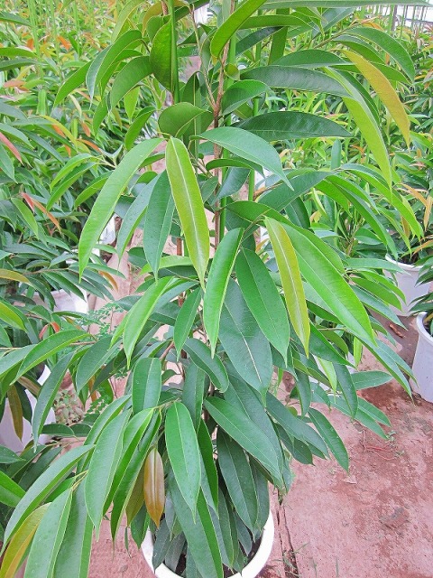 ゴムの木 ショウナンゴムの木 号鉢 細葉タイプのゴムの木です 樹形が美しくインテリア雑誌にも登場する話題の観葉植物です Smtb S Prescriptionpillsonline Is