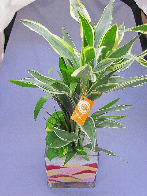 ハイドロカルチャー観葉植物 迎春バージョン スクエア 素敵なクリスマスバージョンの期間限定販売デザインです インテリアやギフト 贈り物にオススメです Smtb S Educaps Com Br