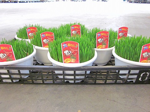 ペットグラス ケース 鉢入り 大きめの 号鉢 ワンワン ニャンニャンが大好きなお腹をケアする 整腸作用抜群の安心 安全な草です お得なセット 犬や猫が大好きな食べられる草です 生産国 草の長さは時期により異なります Painandsleepcenter Com