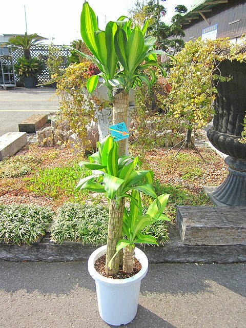 ドラセナ・マッサンゲアナ ８号 観葉植物-花・ガーデン・DIY-花・観葉植物
