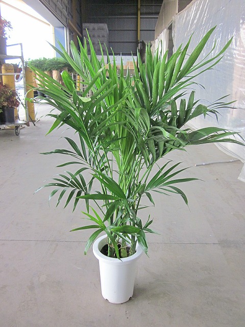 楽天市場】ビローヤシ 8号 観葉植物 ビロウヤシ うちわ 鉢植え