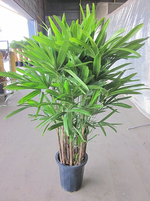 カンノンチク 10号 ギフト 観音竹 観葉植物 観葉植物 鉢植え 販売 苗 開店祝い花 ガーデン Diy 苗木 鉢植え 送料無料 インテリア 贈り物 ギフト お誕生日 記念日 開店祝い カンノンチク 10号 観音竹 観葉植物 鉢植え 販売 苗 苗木 鉢植え 送料無料 インテリア 贈り物 ギフト