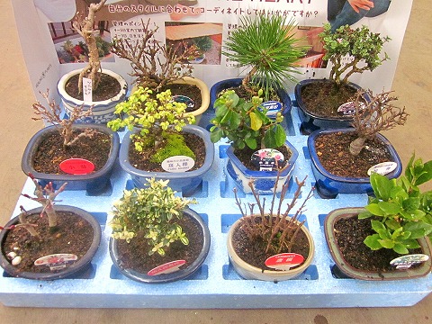 ミニ盆栽 おまかせ 12鉢書き割り 瀬戸もの鉢 鉢植え 鉢 草木 用土 貨物輸送無料 園芸 植木 ミニ盆栽書き割り差し上げ物 差し上げ物 お生まれ落ちる日 祝する日 開店祝賀会