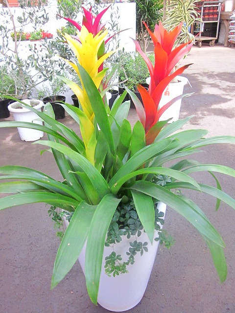 グズマニア 寄せ植え 白陶器鉢 観葉植物 鉢植え 販売 苗 苗木 送料無料 インテリア 贈り物 ギフト お誕生日 記念日 開店祝い Giosenglish Com